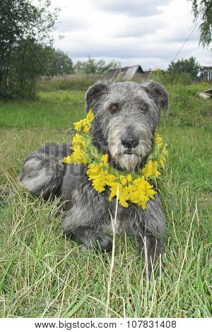 Irish Wolfhound