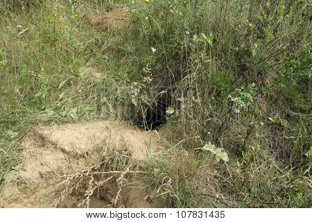 Foxy Burrow