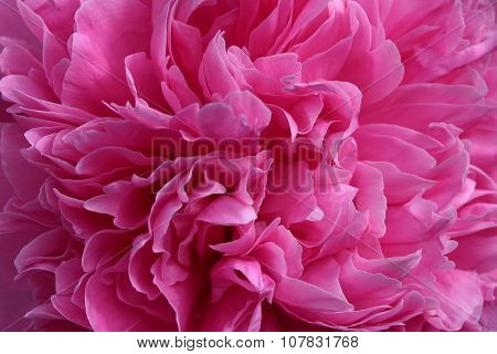 Pink peony flower. Abstract background