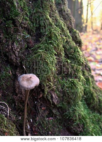 Mushroom
