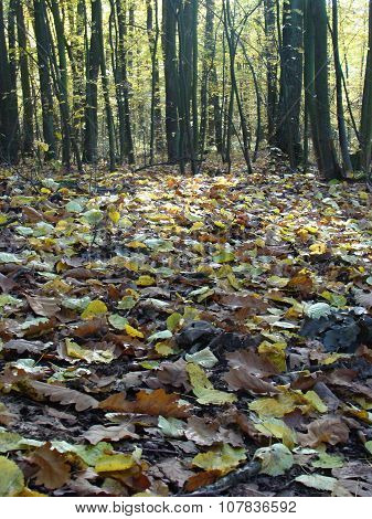 Leafes
