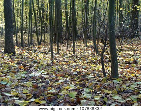 Leaves