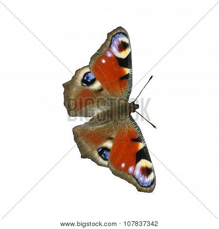 Peacock Butterfly