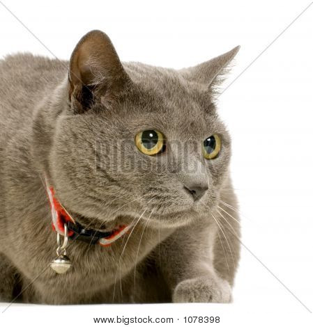 Chartreux