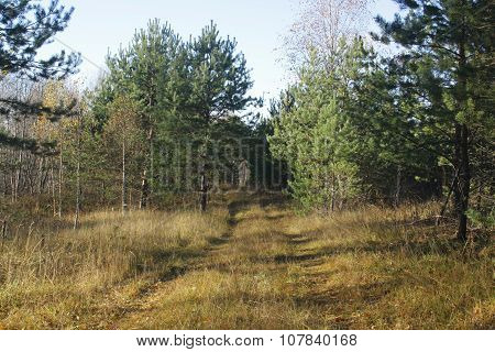 Forest Road