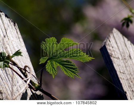 Old Fence