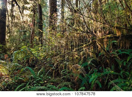 Light in a Forest
