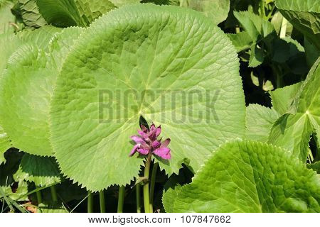 wild flower framed by circular leaf in Biogradska Gora National Park, Montenegro 
