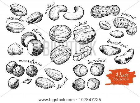 Vector Hand Drawn Nuts Set. Engraved Collection