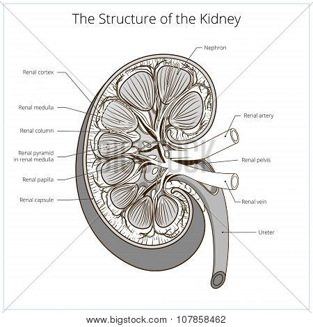 Structure of the kidney medical vector