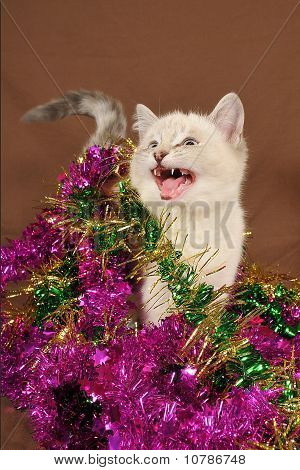 Gatinho de Natal meow realmente bonito