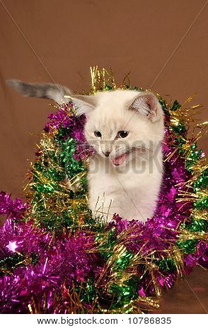 Gatinho de Natal meow realmente bonito