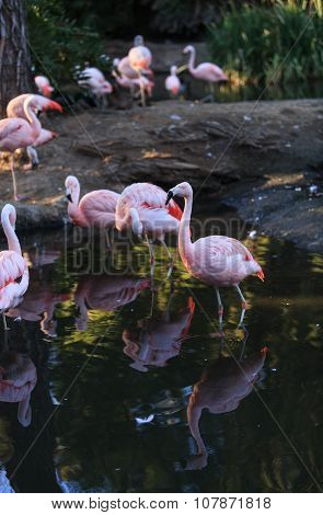 Chilean flamingos, Phoenicopterus chilensis