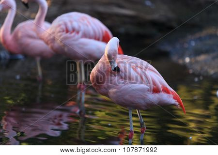 Chilean flamingos, Phoenicopterus chilensis