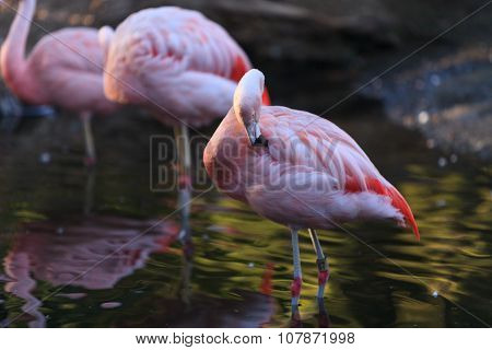 Chilean flamingos, Phoenicopterus chilensis