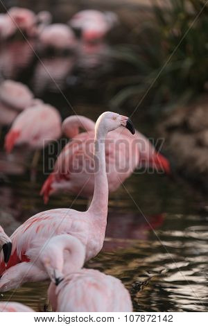Chilean flamingos, Phoenicopterus chilensis