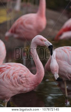 Chilean flamingos, Phoenicopterus chilensis