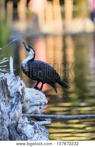 Double-crested Cormorants, Phalacrocorax auritus