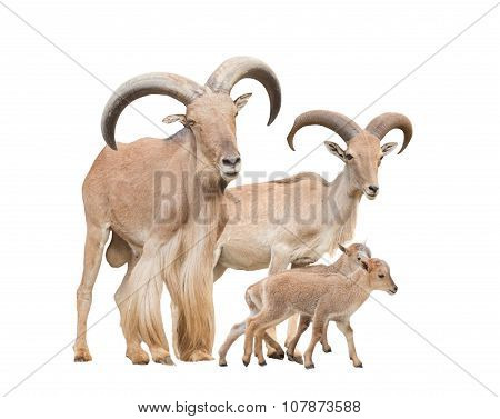 Barbary Sheep Family