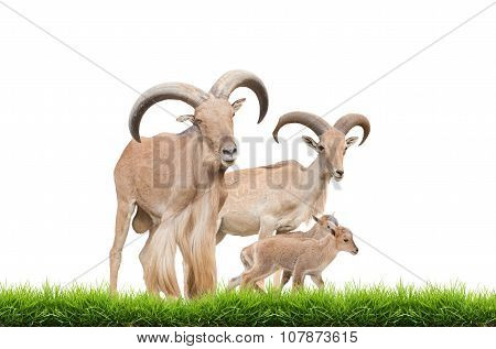 Barbary Sheep Family