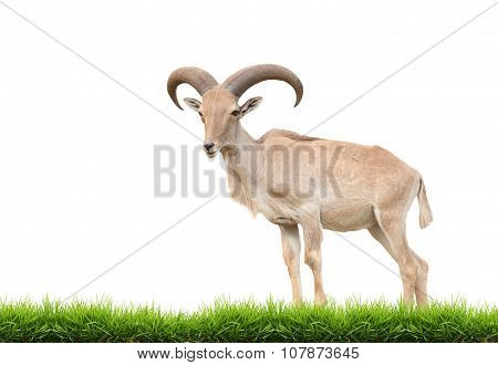 Barbary Sheep