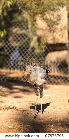 Secretary bird, Sagittarius serpentarius