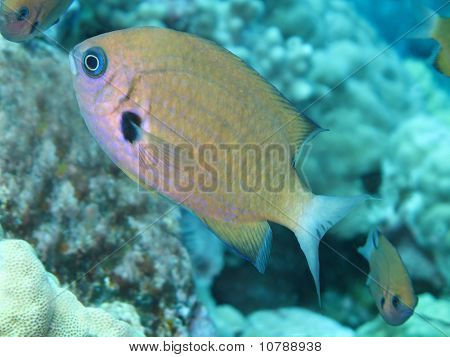 Zwinny Chromis morskich ryb
