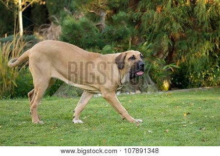 Female Of Fila Brasileiro (brazilian Mastiff)