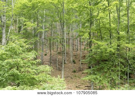 Deciduous Trees Forest