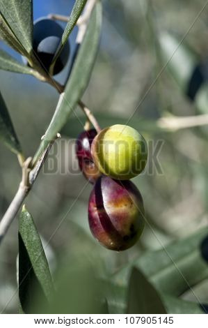 Olive Tree And A A Close Up Of Olives, Ligurian Olives The Name Is Taggiasca, The Harvest