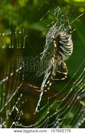 Black-yellow Spider On Spiderweb