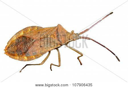 Bug