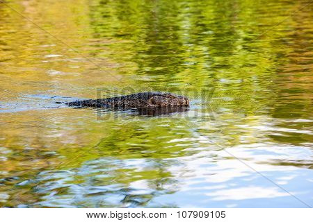 The Monitor Lizard