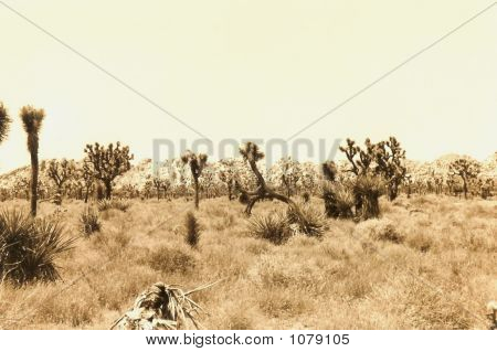 Parque Joshua Tree, sépia