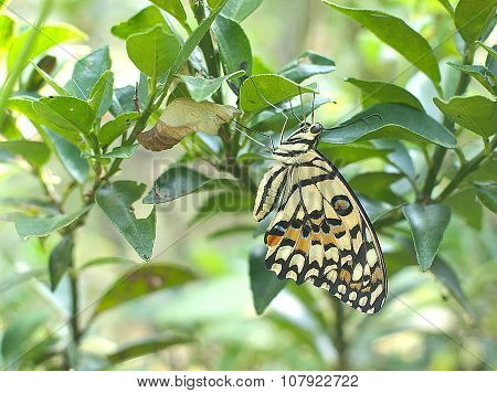 Metamorphosis Of Yellow Butterfly