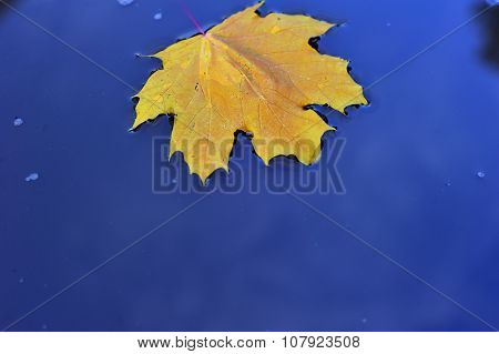 Autumn maple Leaf fell into the water
