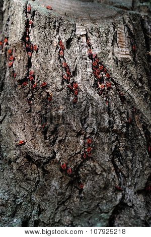 Firebug - Pyrrhocoris apterus