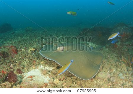 Stingray (Pink Whipray)