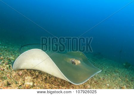 Stingray (Pink Whipray)