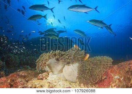 Hunting Bluefin Trevally fish swim over anemone with clownfish