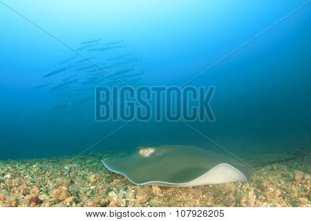 Stingray (Pink Whipray) and Barracuda fish