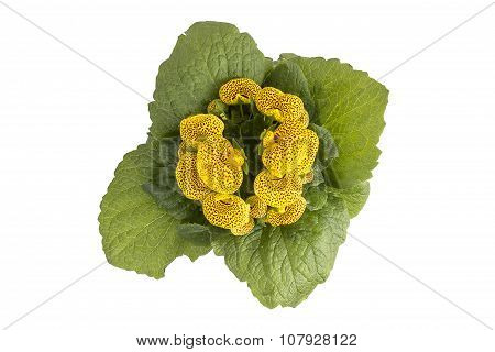 Lady's purse, slipper flower