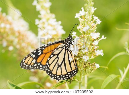 Female Monarch butterfly on a white Butterfly Bush flower cluster