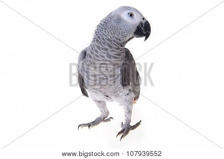 African Gray Parrot
