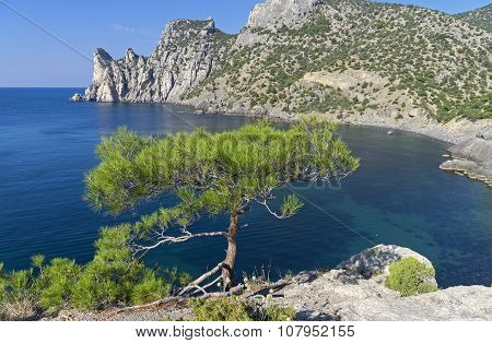 Small Pine On The Cliff Above The Sea.