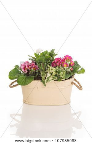 Pink Flowers