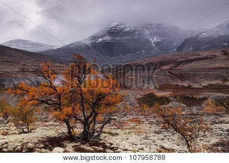 lonely tree standing in the autumn in the valley among the mountains, landscape, Norway