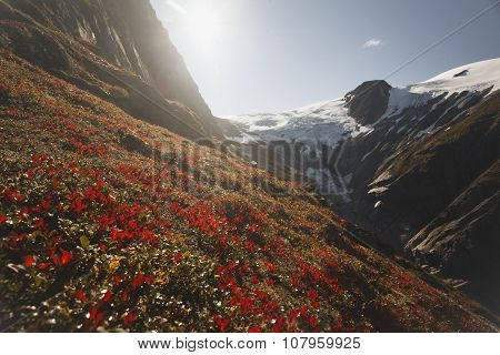 red flowers in the sunlight on the mountain, Norway