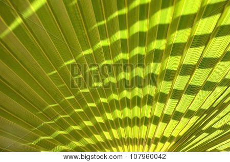 Closeup of palm trea leaf for background