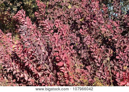 Autumn Color Leaves Of Cotinus Coggygria Growing In A Forest Belt.